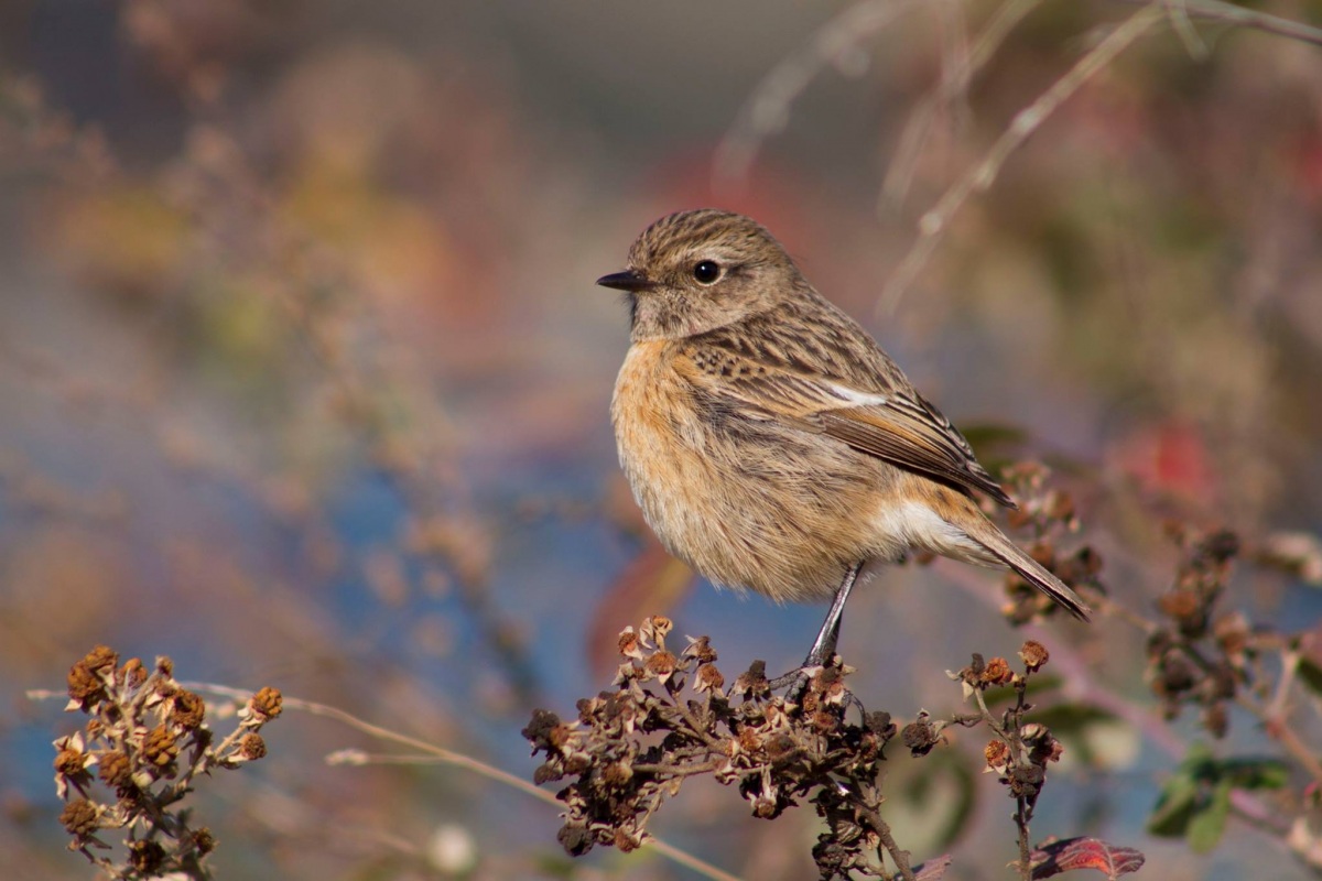 Taşkuşu » European Stonechat » Saxicola rubicola