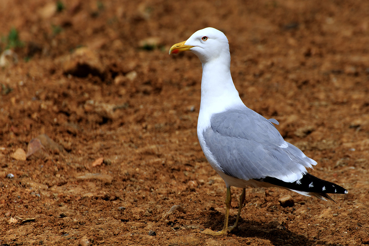 Gümüş martı » Yellow-legged Gull » Larus michahellis