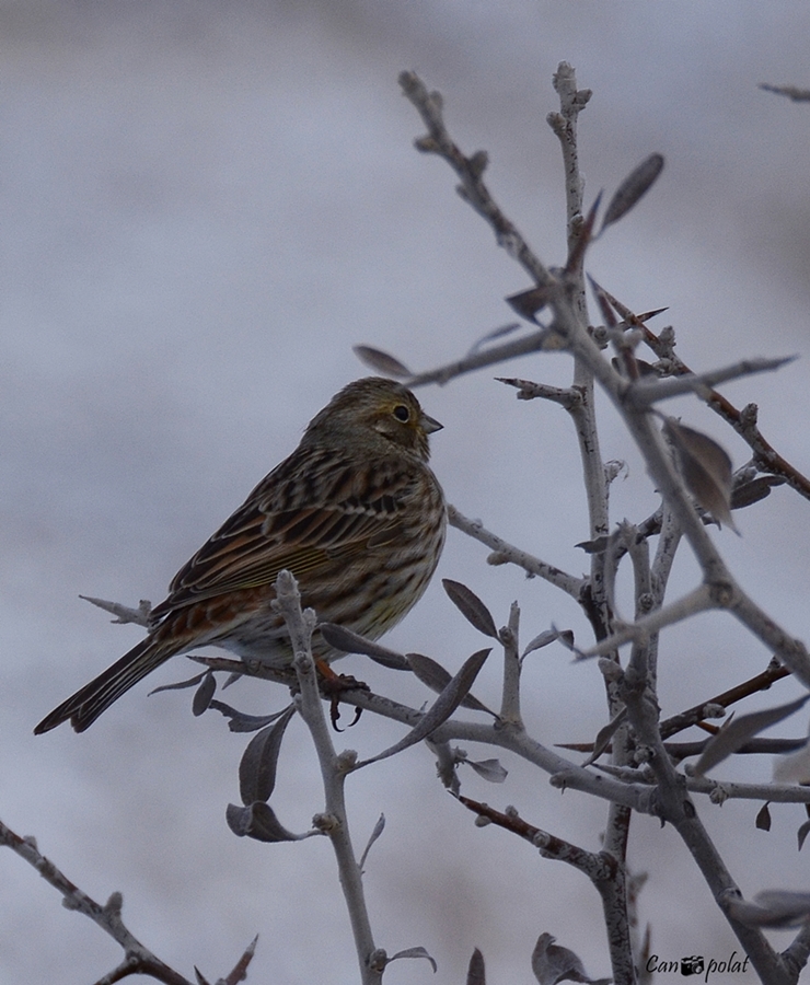 Sarı kirazkuşu » Yellowhammer » Emberiza citrinella
