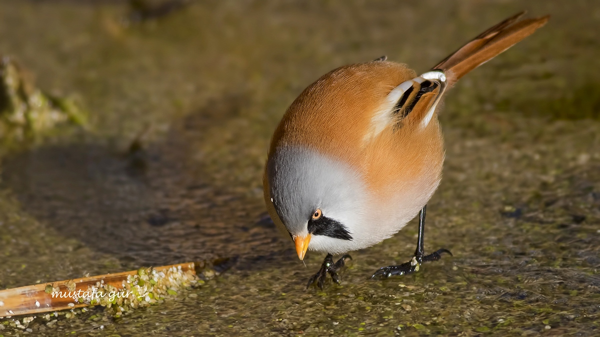 Bıyıklı baştankara » Bearded Reedling » Panurus biarmicus