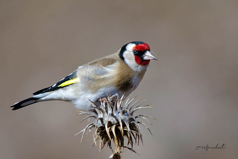 Saka » European Goldfinch » Carduelis carduelis