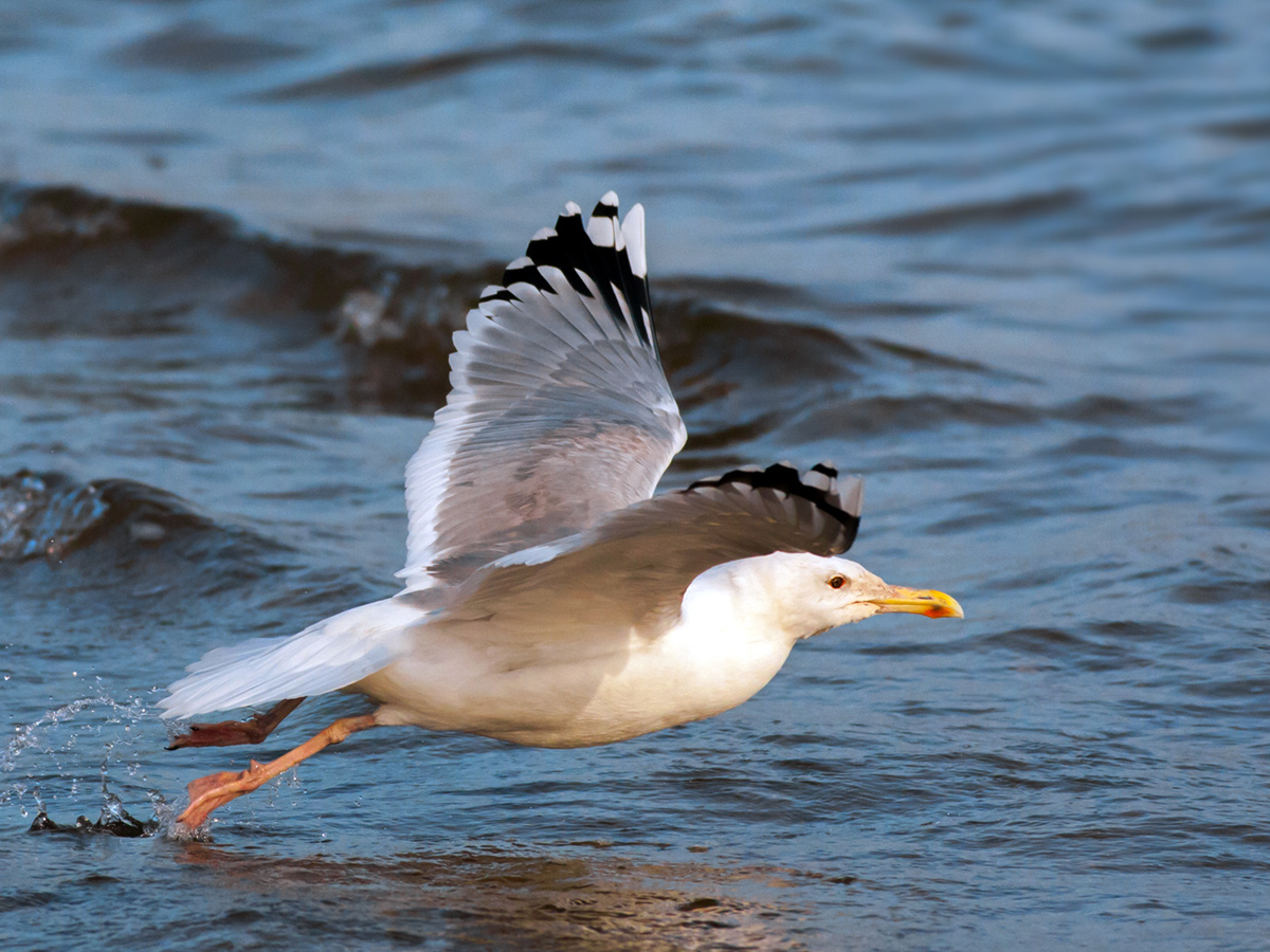 Hazar martısı » Caspian Gull » Larus cachinnans