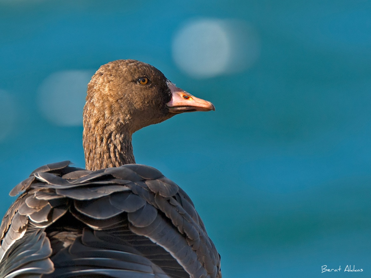 Sakarca » Greater White-fronted Goose » Anser albifrons