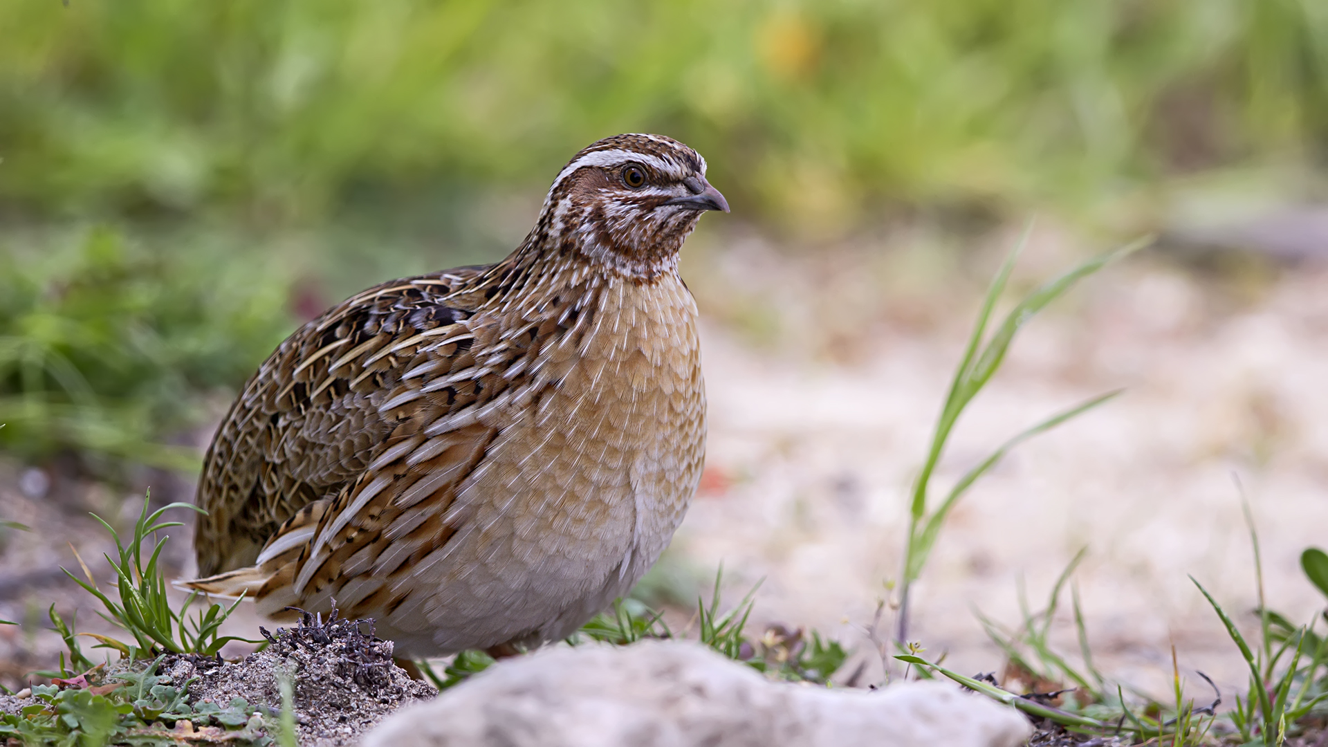 Bıldırcın » Common Quail » Coturnix coturnix