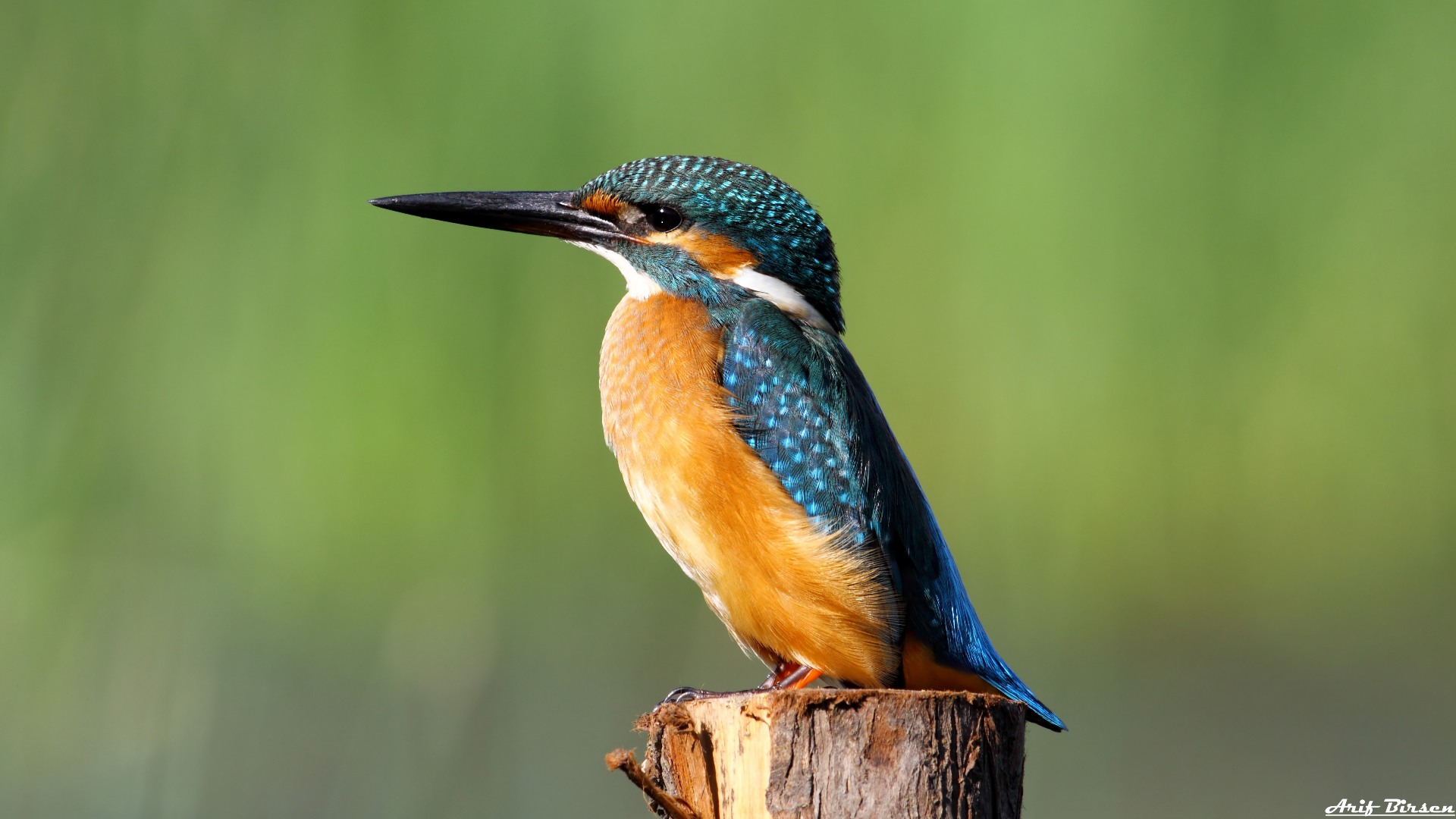 Yalıçapkını » Common Kingfisher » Alcedo atthis