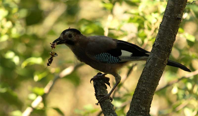 Alakarga » Eurasian Jay » Garrulus glandarius