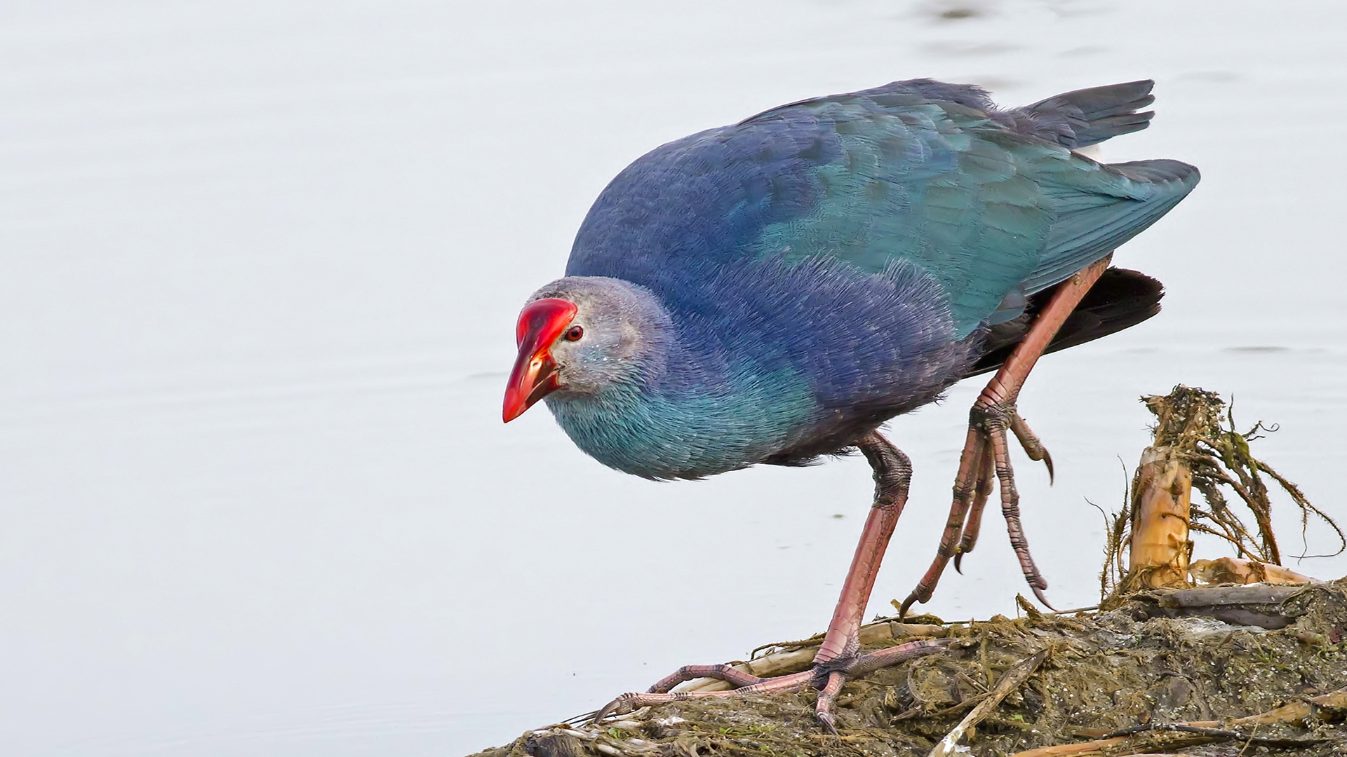 Sazhorozu » Grey-headed Swamphen » Porphyrio poliocephalus