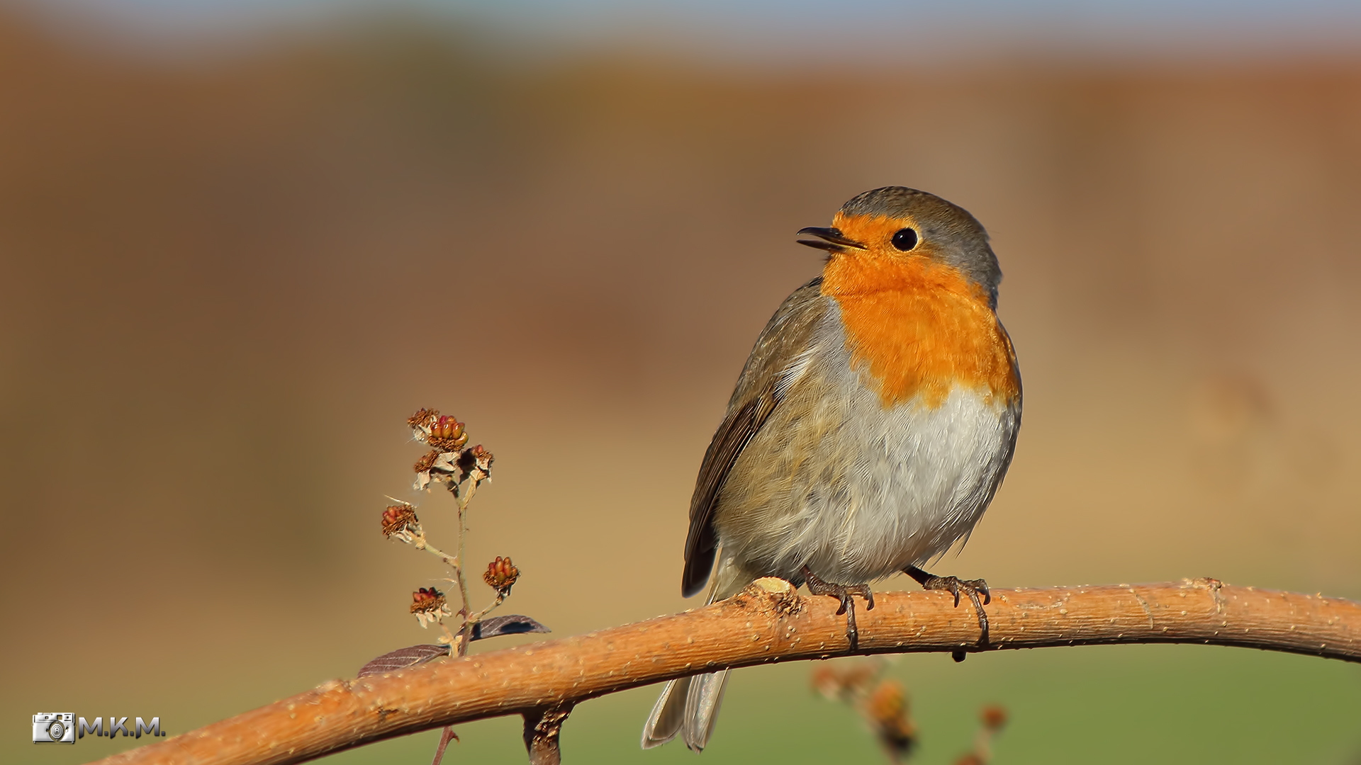 Kızılgerdan » European Robin » Erithacus rubecula
