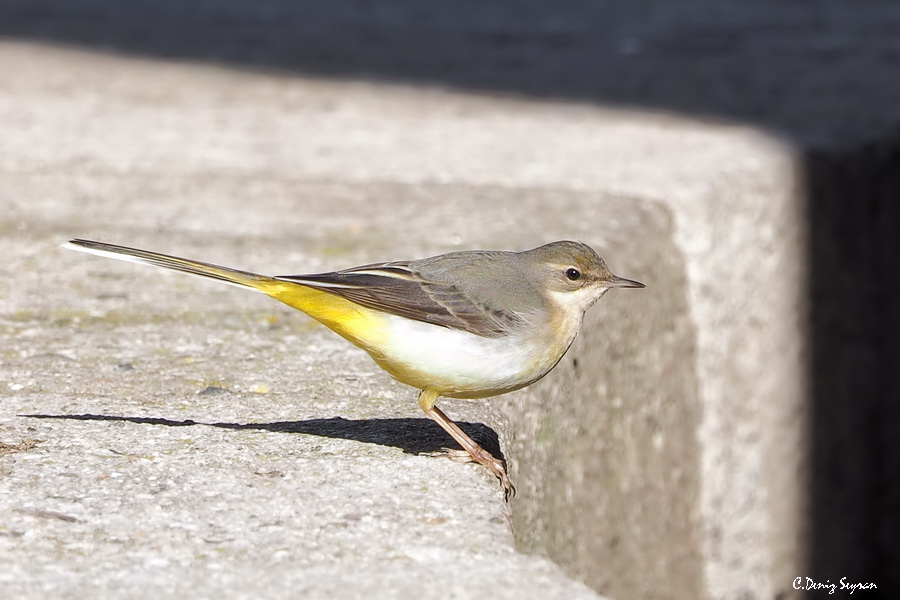 Dağ kuyruksallayanı » Grey Wagtail » Motacilla cinerea