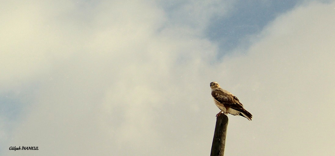 Kızıl şahin » Long-legged Buzzard » Buteo rufinus