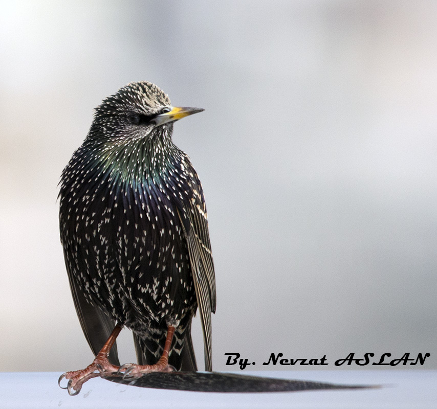 Sığırcık » Common Starling » Sturnus vulgaris