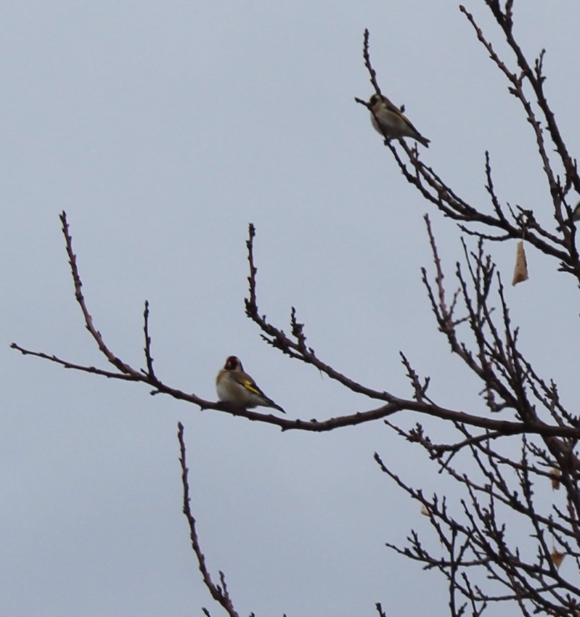 Saka » European Goldfinch » Carduelis carduelis