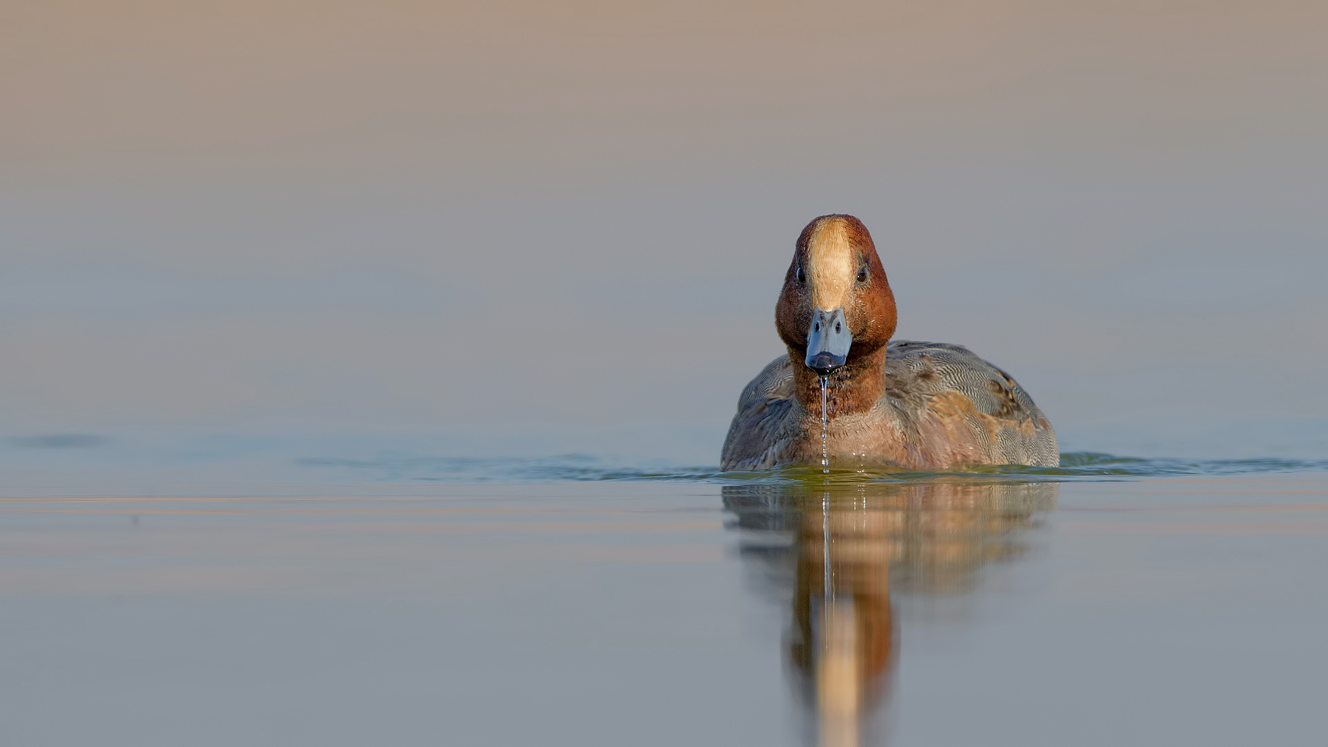Fiyu » Eurasian Wigeon » Mareca penelope