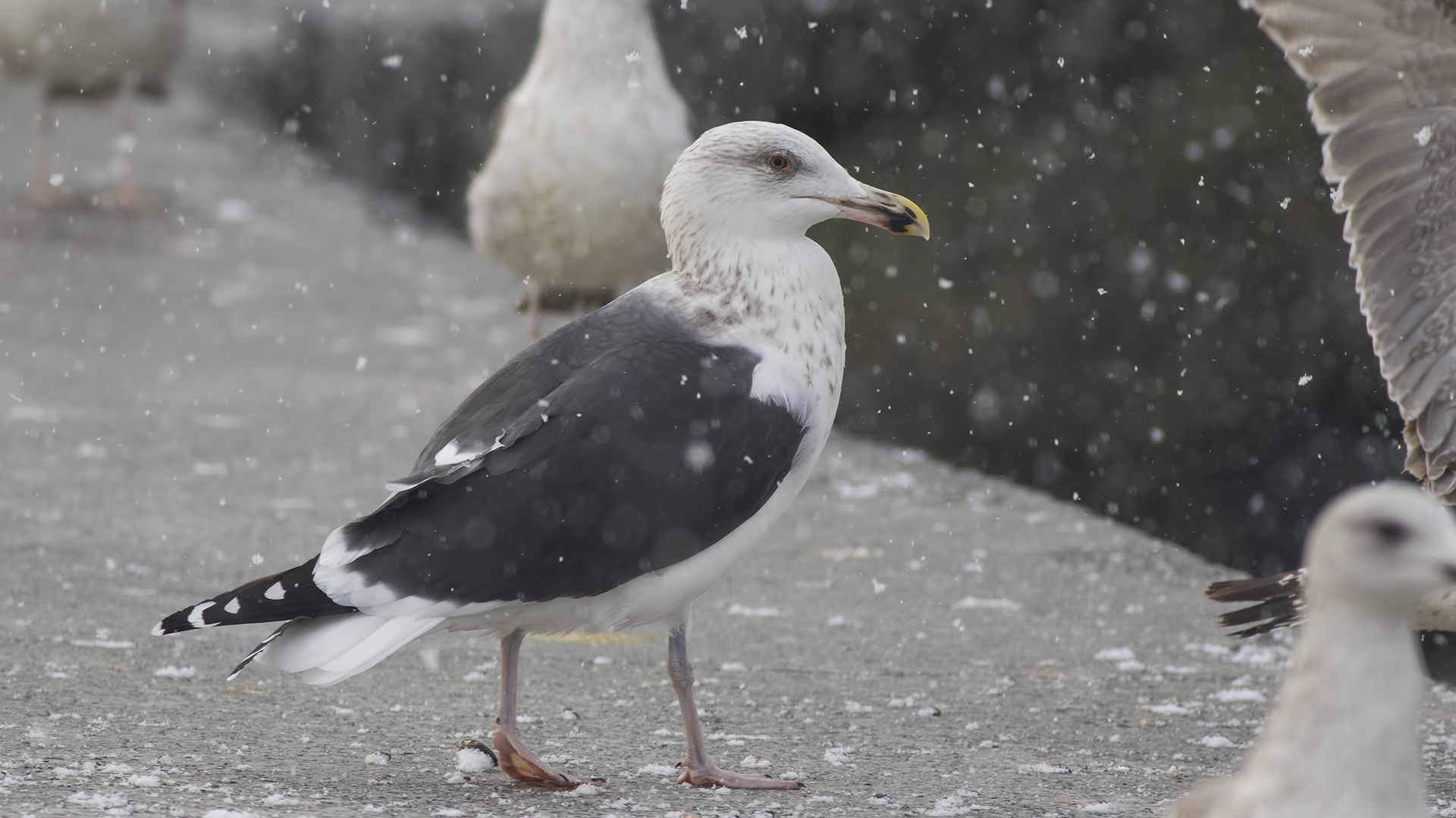 Büyük karasırtlı martı » Great Black-backed Gull » Larus marinus