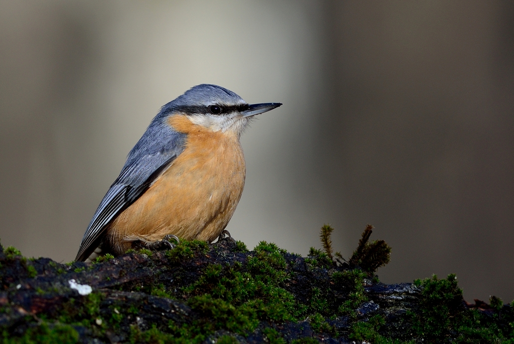 Sıvacı » Eurasian Nuthatch » Sitta europaea