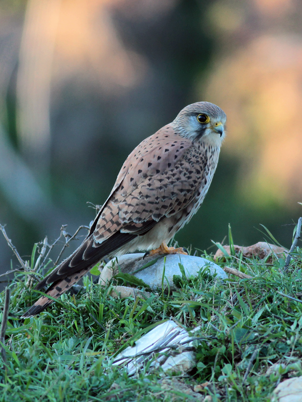Kerkenez » Common Kestrel » Falco tinnunculus