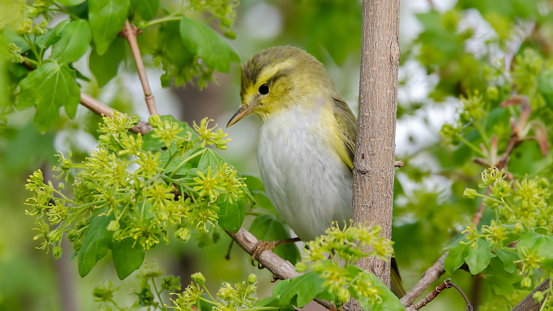 Orman çıvgını » Wood Warbler » Phylloscopus sibilatrix