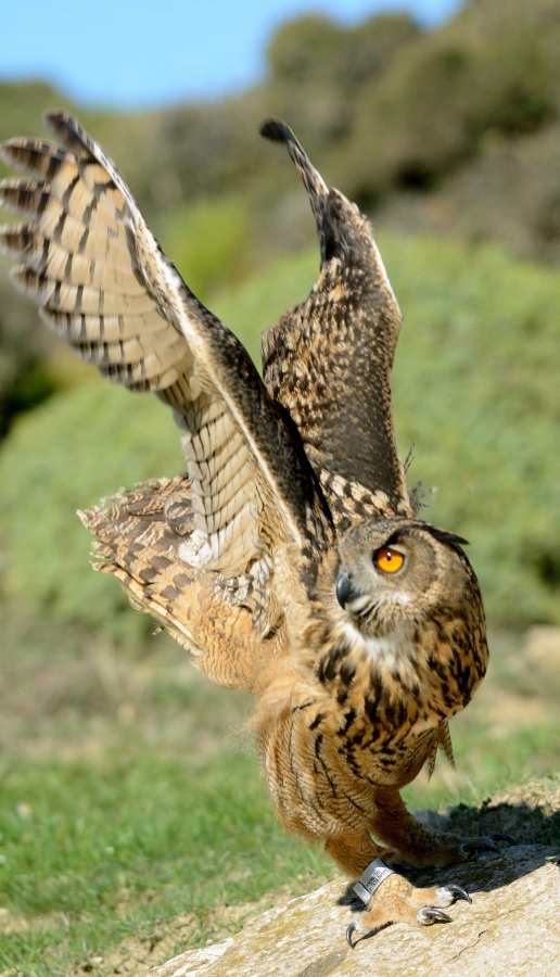 Puhu » Eurasian Eagle-Owl » Bubo bubo