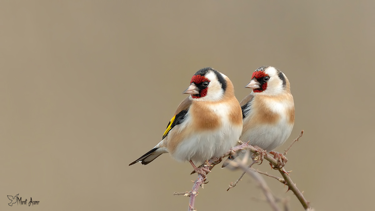 Saka » European Goldfinch » Carduelis carduelis
