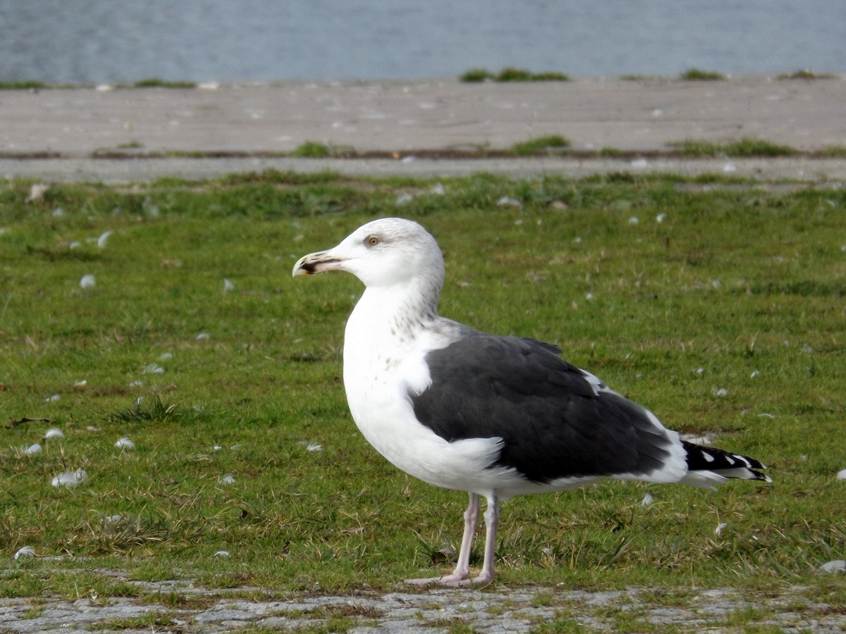 Büyük karasırtlı martı » Great Black-backed Gull » Larus marinus