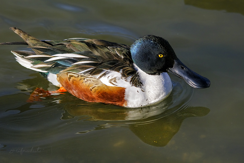 Kaşıkgaga » Northern Shoveler » Spatula clypeata