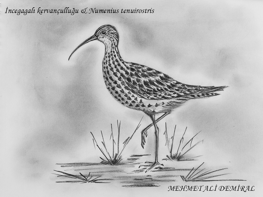 İncegagalı kervançulluğu » Slender-billed Curlew » Numenius tenuirostris