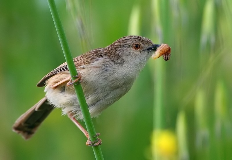 Dikkuyruklu ötleğen » Delicate prinia » Prinia lepida