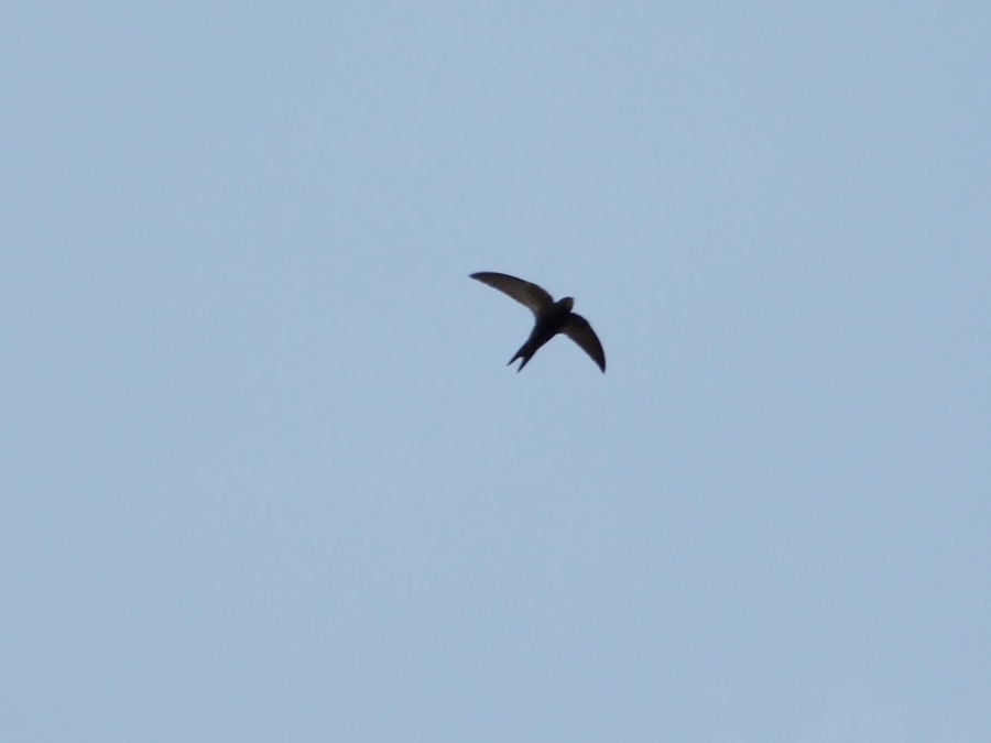 Ebabil » Common Swift » Apus apus