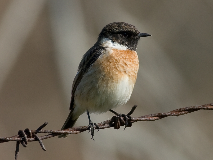 Taşkuşu » European Stonechat » Saxicola rubicola
