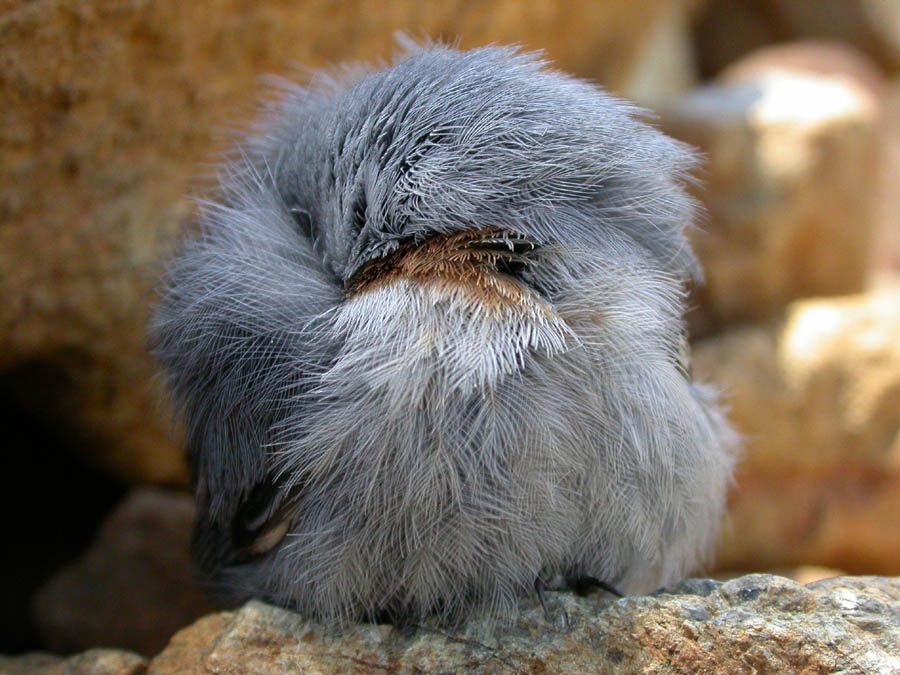 Anadolu sıvacısı » Krüper`s Nuthatch » Sitta krueperi