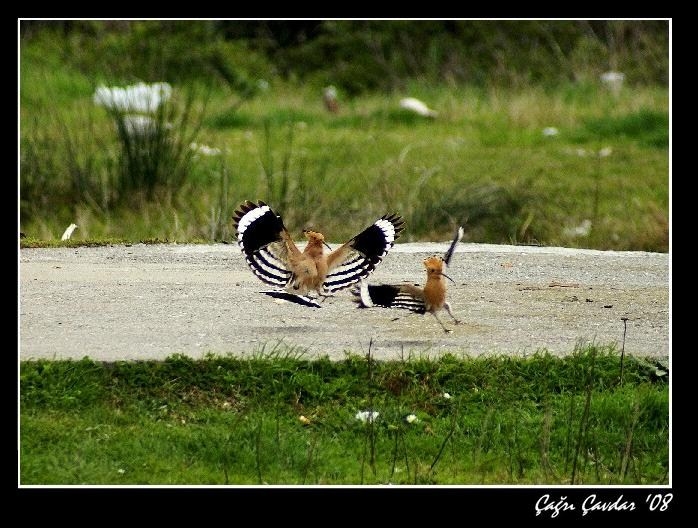 İbibik