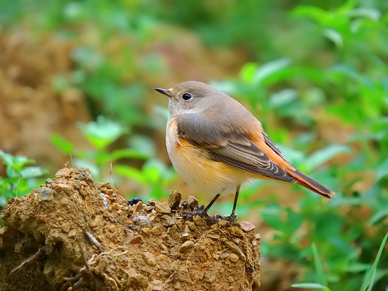 Kızılkuyruk » Common Redstart » Phoenicurus phoenicurus