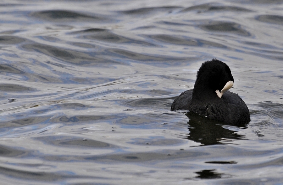 Sakarmeke » Eurasian Coot » Fulica atra