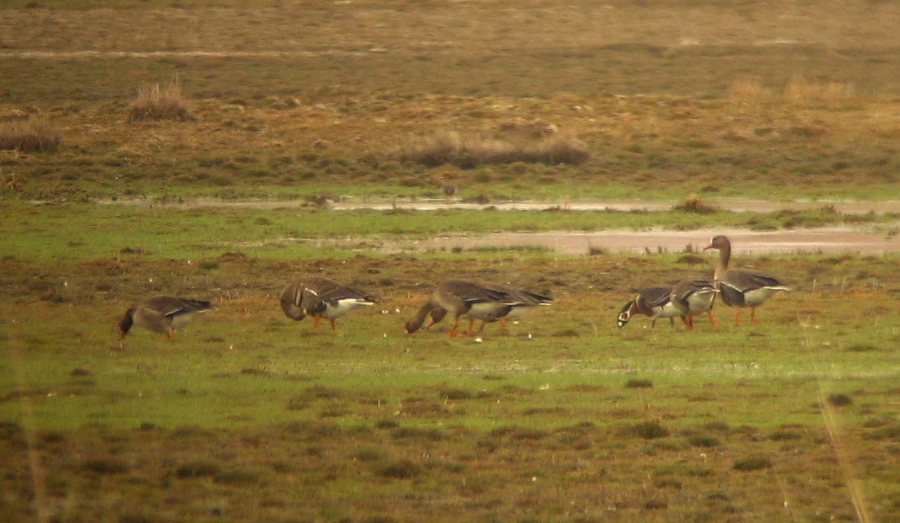Sibirya kazı » Red-breasted Goose » Branta ruficollis
