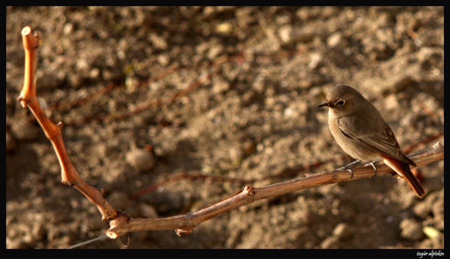 Kara kızılkuyruk » Black Redstart » Phoenicurus ochruros