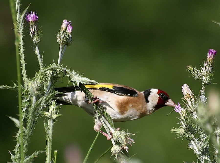 Saka » European Goldfinch » Carduelis carduelis