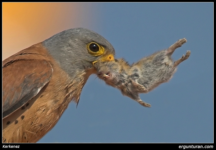 Küçük kerkenez » Lesser Kestrel » Falco naumanni