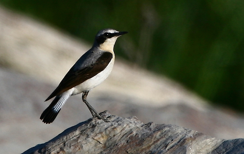 Kuyrukkakan » Northern Wheatear » Oenanthe oenanthe