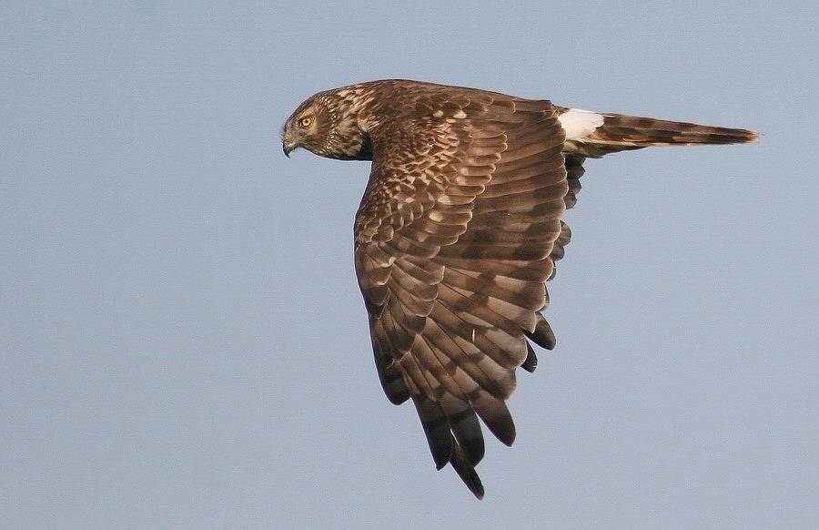 Gökçe delice » Hen Harrier » Circus cyaneus