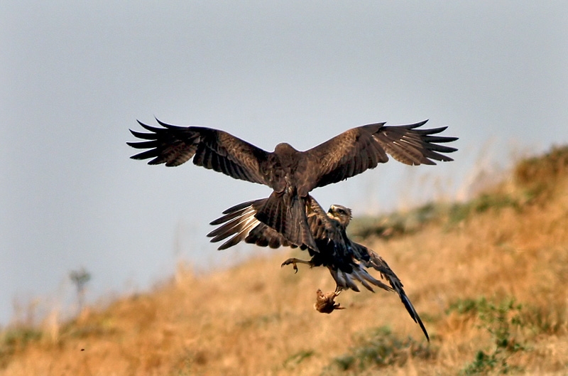 Kara çaylak » Black Kite » Milvus migrans