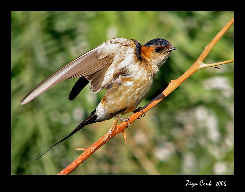 Kızıl kırlangıç » Red-rumped Swallow » Cecropis rufula
