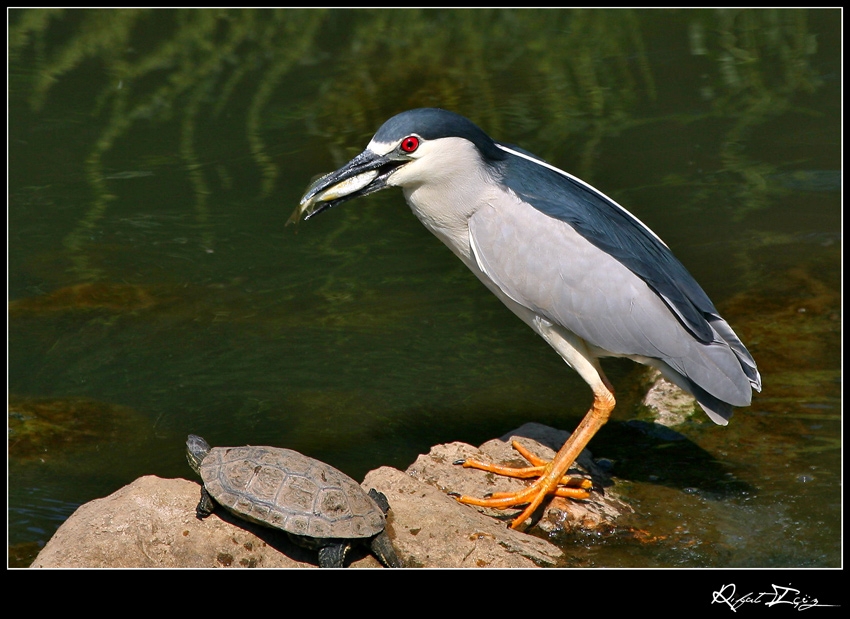 Gece balıkçılı » Black-crowned Night Heron » Nycticorax nycticorax