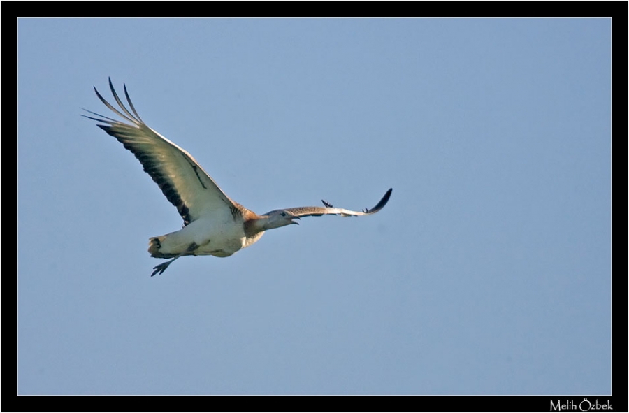 Toy » Great Bustard » Otis tarda