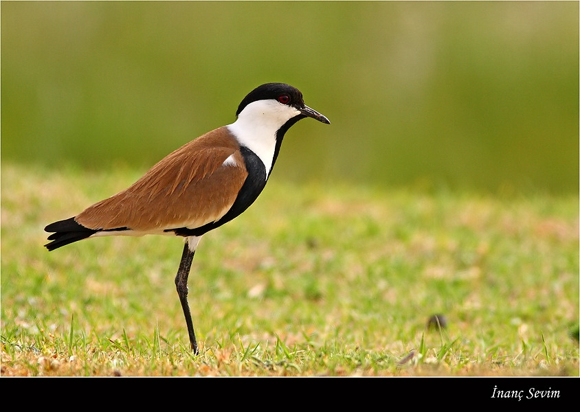 Mahmuzlu kızkuşu » Spur-winged Lapwing » Vanellus spinosus