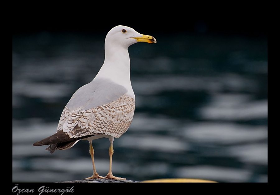 Gümüş martı » Yellow-legged Gull » Larus michahellis