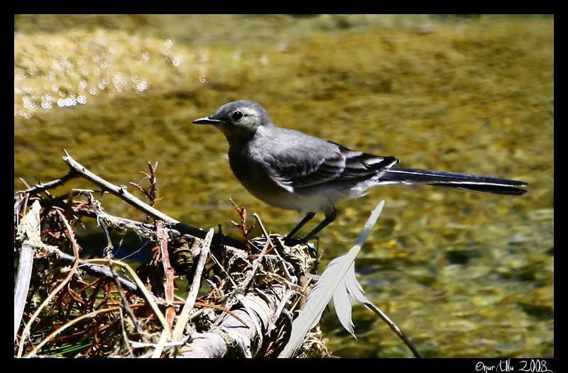 Ak kuyruksallayan » White Wagtail » Motacilla alba
