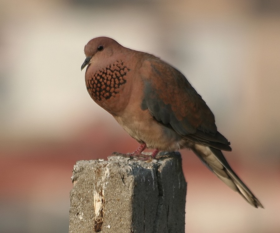 Küçük kumru » Laughing Dove » Spilopelia senegalensis