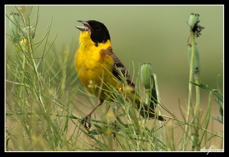 Karabaşlı kirazkuşu » Black-headed Bunting » Emberiza melanocephala