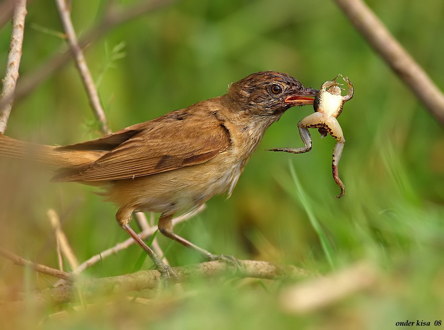 Büyük kamışçın » Great Reed Warbler » Acrocephalus arundinaceus
