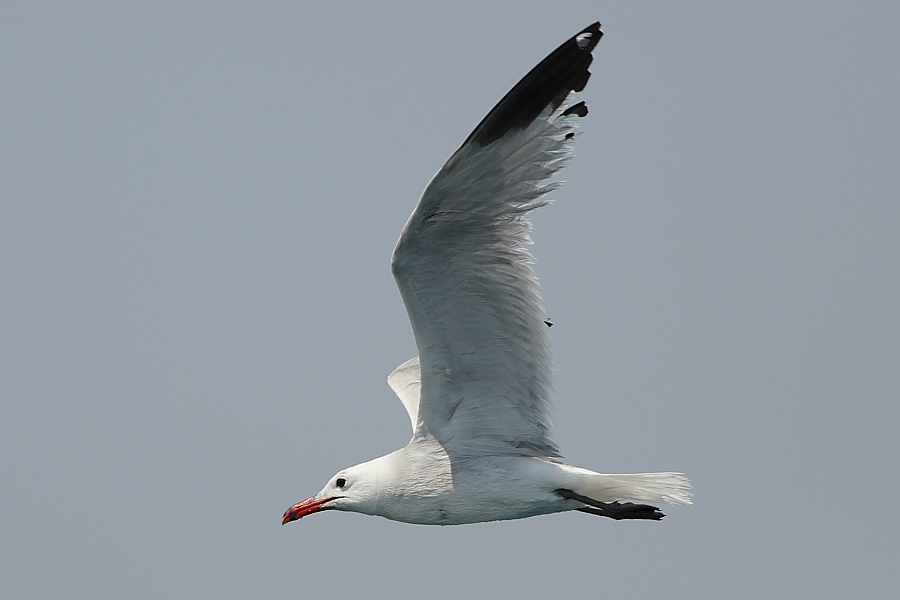 Ada martısı » Audouin`s Gull » Ichthyaetus audouinii